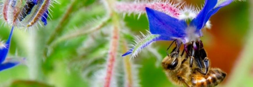 Plante mellifère : la bourrache