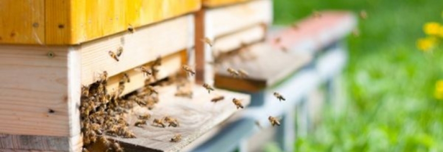 Septembre, que doit faire l'apiculteur ?
