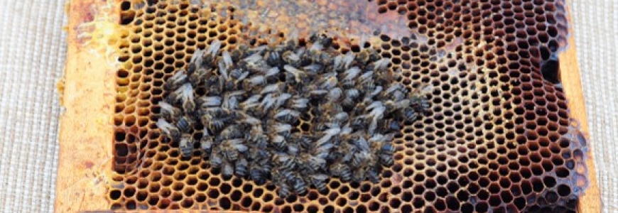 Tout savoir sur les néonicotinoïdes, ces insecticides tueurs d'abeilles