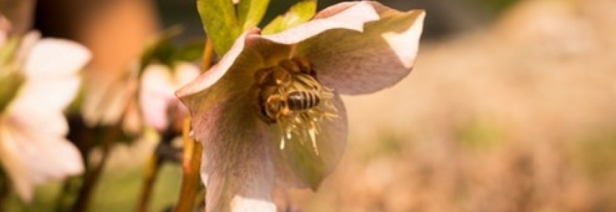 Plante mellifère : l'hellébore