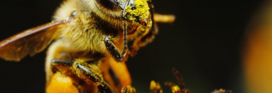 Lancement d'un observatoire sur la santé des abeilles