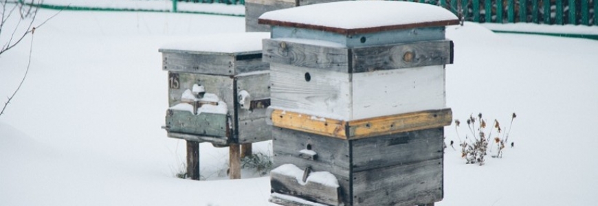 La survie hivernale des abeilles