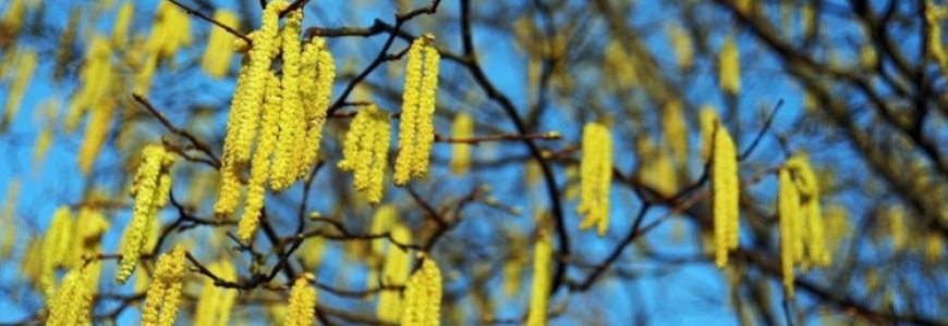 Plante mellifère : l'Aulne Glutineux