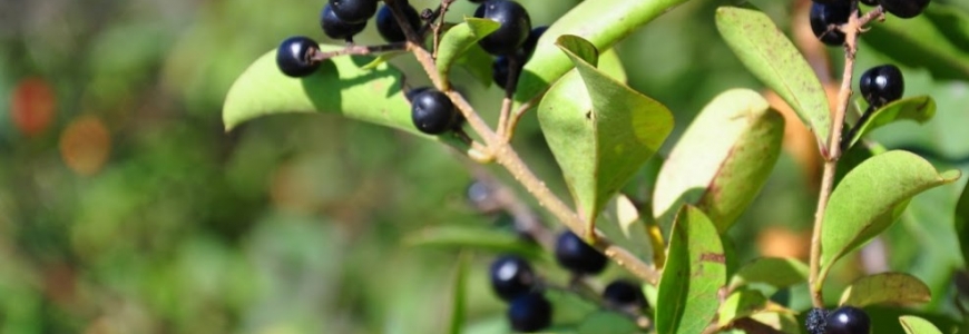 Plante mellifère : la Bourdaine