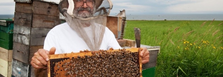 L'apiculture au Canada et au Québec
