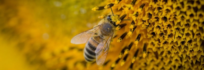 Varroa, maladies, parasites et prédateurs