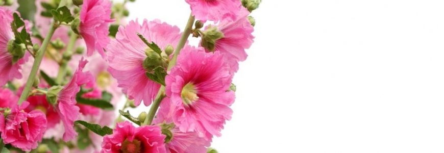 Plante mellifère : la rose trémière