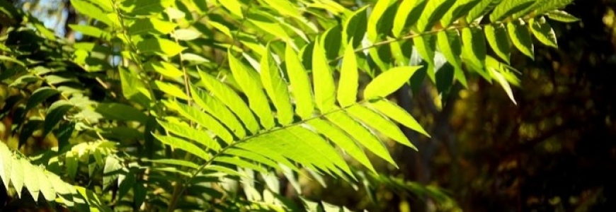 Plante mellifère : l'ailante