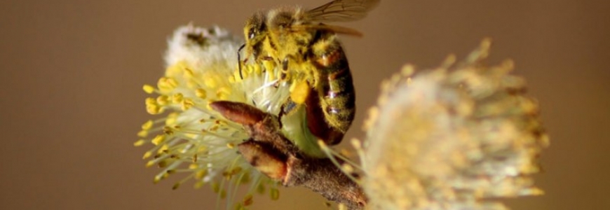 La disparition des abeilles : un enjeu majeur
