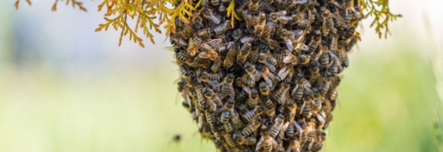 Comment se former à l'apiculture ?