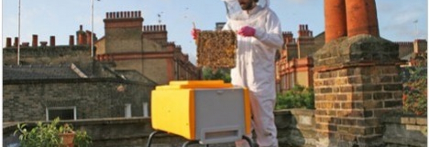 Découvrez l'apiculture urbaine