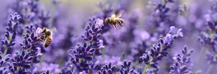 Quelles fleurs et plantes planter près de votre rucher ?