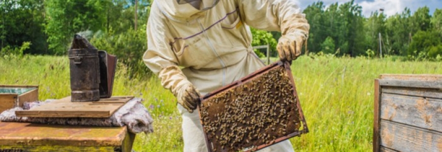 L'apiculture biologique