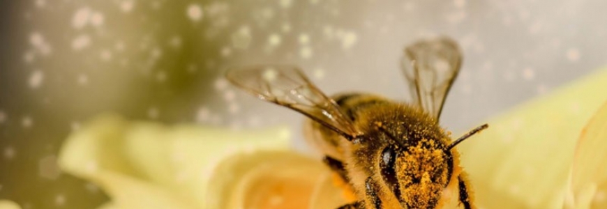 L'intelligence des abeilles