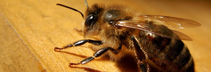 L'abeille noire (Apis mellifera mellifera)