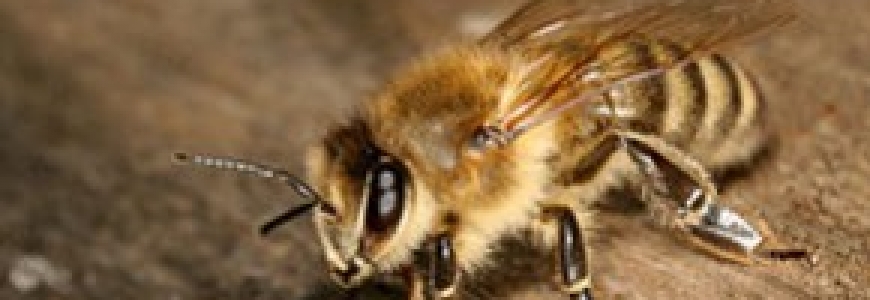 L’abeille carniolienne (Apis mellifera carnica)
