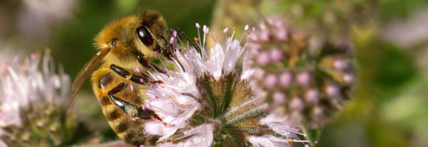 L'Abeille Buckfast