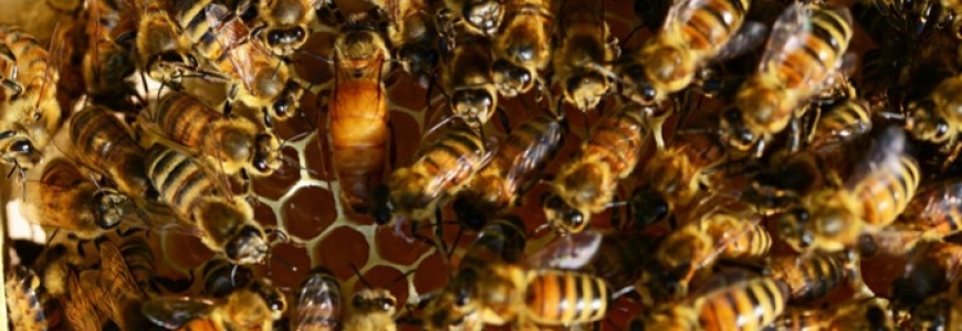 Découvrez comment une abeille devient reine ?