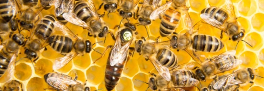 Comment identifier et marquer facilement la reine des abeilles