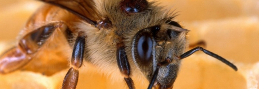 Le Varroa et la varroase : en savoir plus