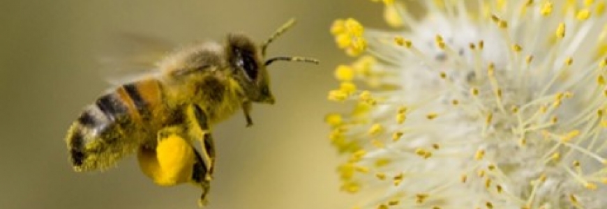 Les différents types/races d'abeilles