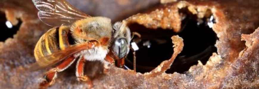Le renouveau de l'abeille Maya