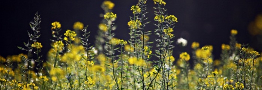 Les principales plantes mellifères