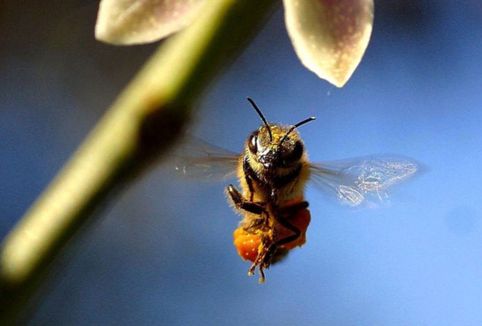 Les 10 commandements de l’apiculteur