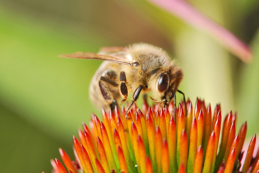 Le point sur le plan Apiculture durable