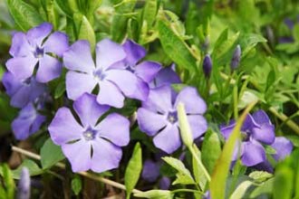 Plante mellifère : la pervenche