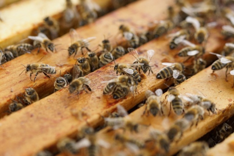 Vers un renouveau de la pratique apicole ?