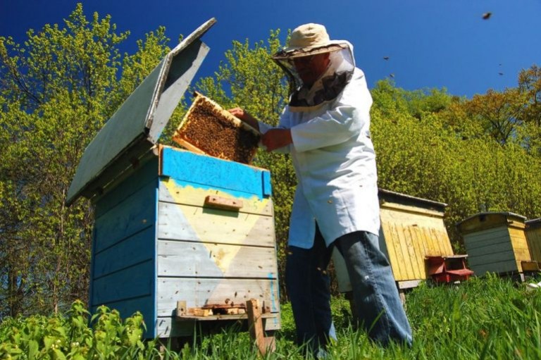 Mai, que doit faire l'apiculteur ?