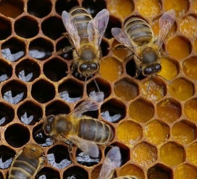 Les différentes saisons de l'apiculture