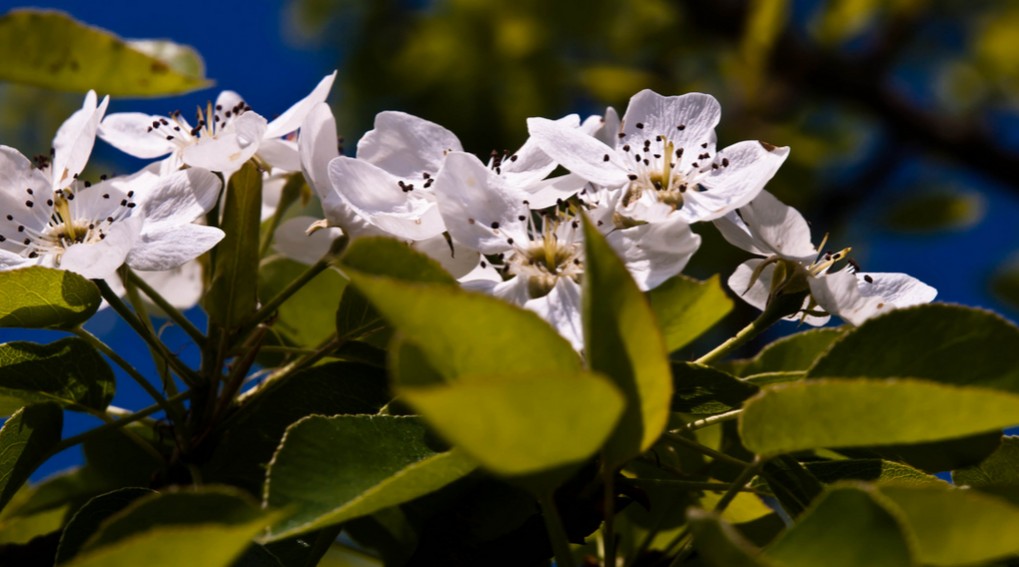 Plante mellifère : l'aubépine