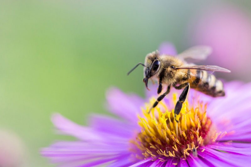 Mieux comprendre la pollinisation par les abeilles