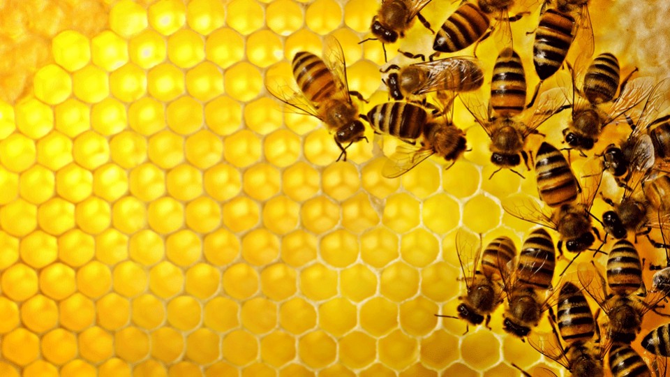 Les nouvelles règles en matière de déclaration obligatoire de ses ruches