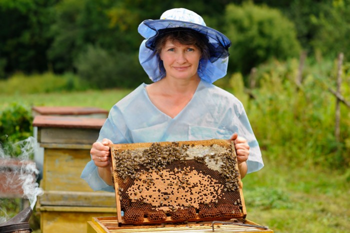 Le développement de l'apiculture en amateur en France