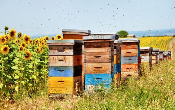 Juillet, que doit faire l'apiculteur ?