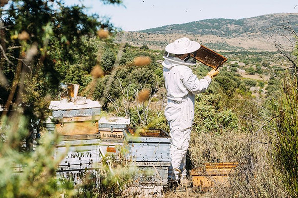 Août, que doit faire l'apiculteur ?