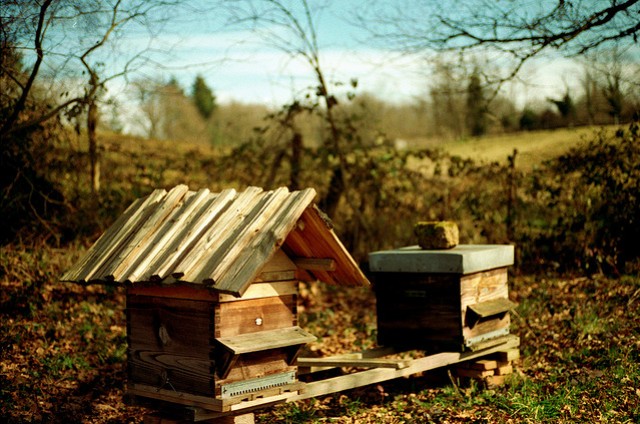 Octobre, que doit faire l'apiculteur ?