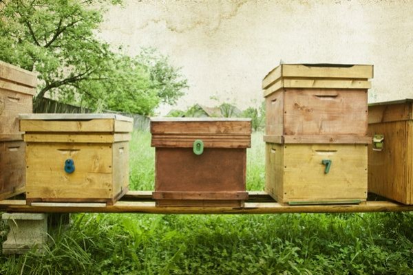 Novembre, que doit faire l'apiculteur ?