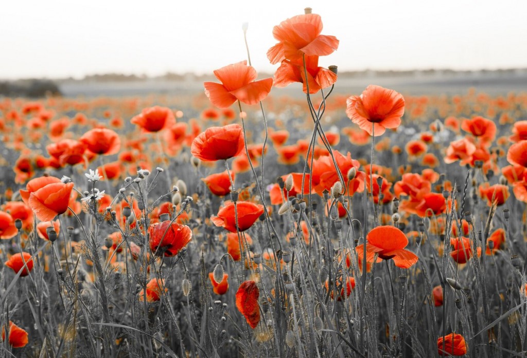 Plante mellifère : le coquelicot