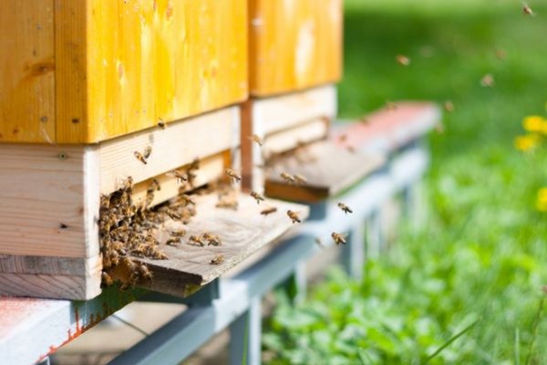 Septembre, que doit faire l'apiculteur ?