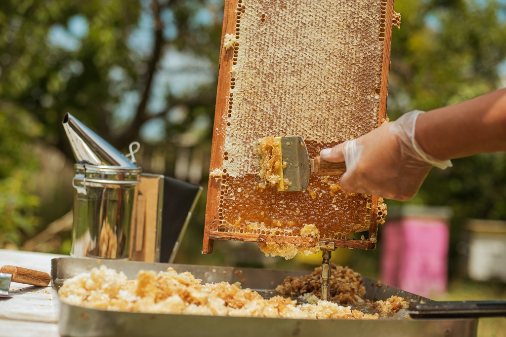 2016, une année catastrophique pour la production apicole ?