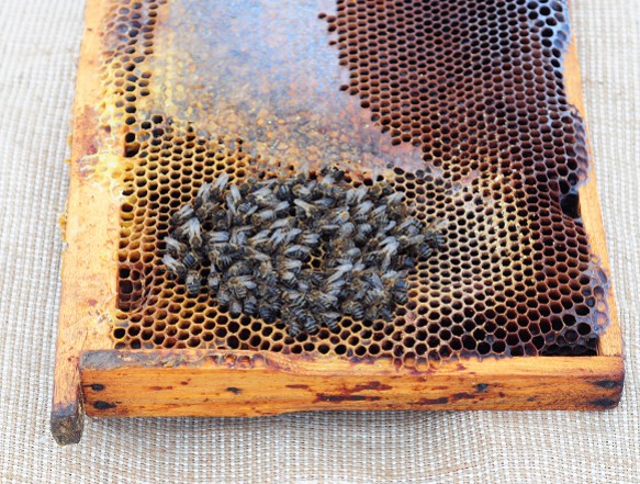 Tout savoir sur les néonicotinoïdes, ces insecticides tueurs d'abeilles