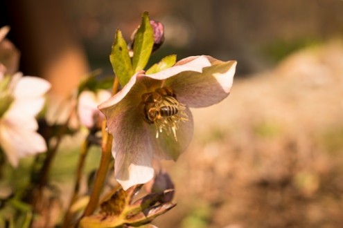 Plante mellifère : l'hellébore