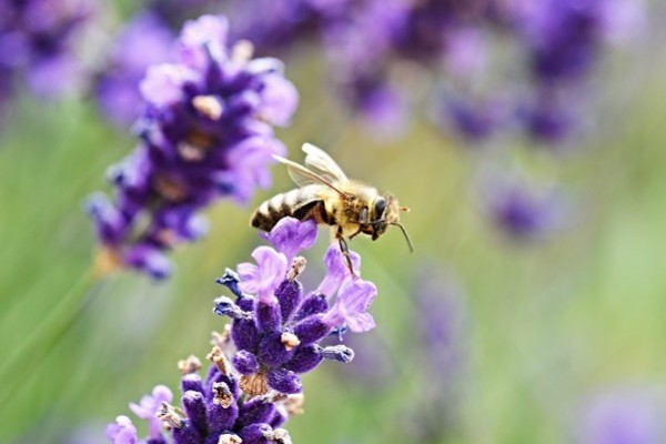 Plante mellifère star des apiculteur : la lavande