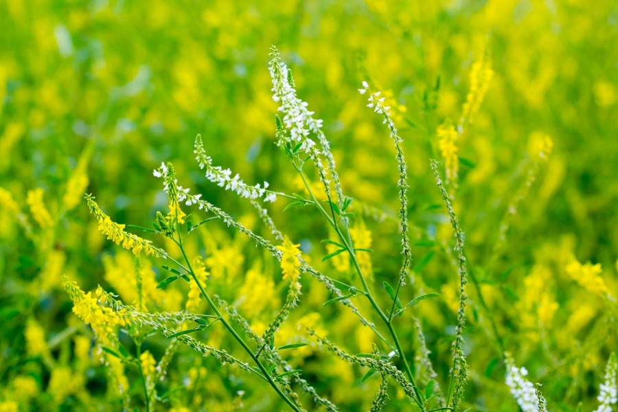 Plante mellifère : le mélilot blanc