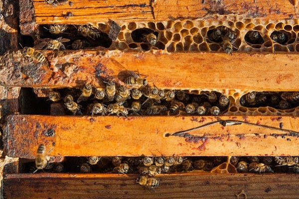 L'organisation des abeilles dans la ruche