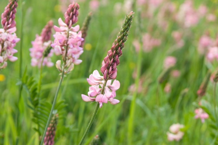 Plante mellifère : le sainfoin